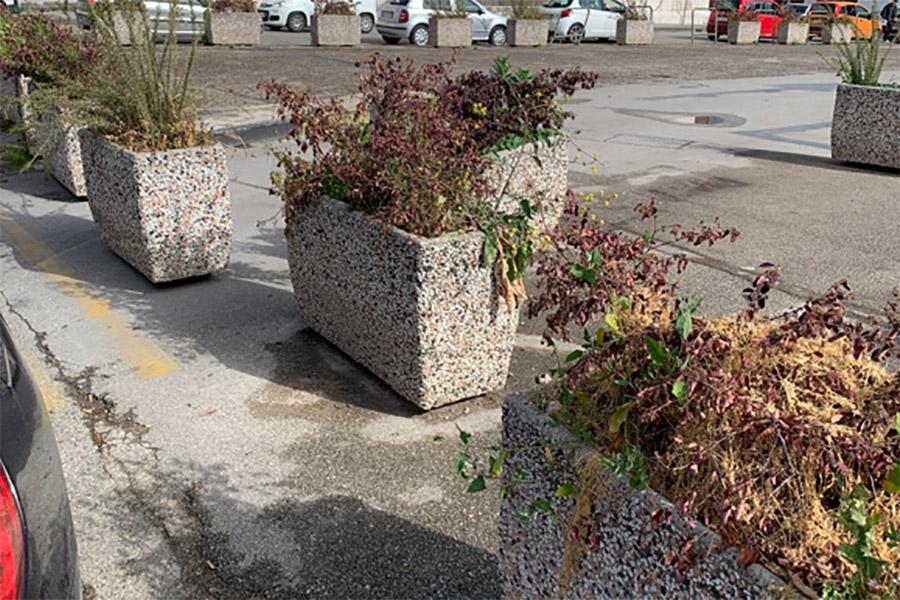 PIANTE SECCHE PIAZZA ORSINI